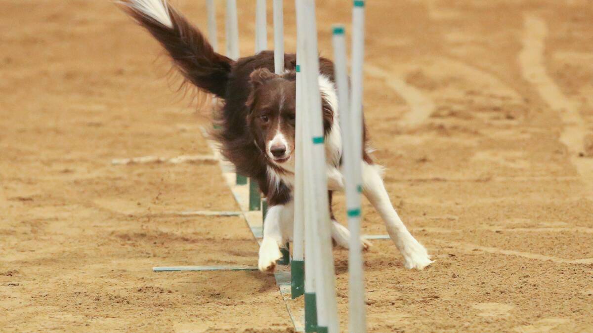 ZIPPY DOGS: Specially trained agility dogs will be leaping over hurdles, powering through tunnels, zipping through slaloms and scaling ramps at the event.