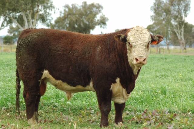 TOP SALE: Weetaliba N15 - a bull with below average birth weight and above average IMF. The sale will be conducted under the Helmsman buying system.
