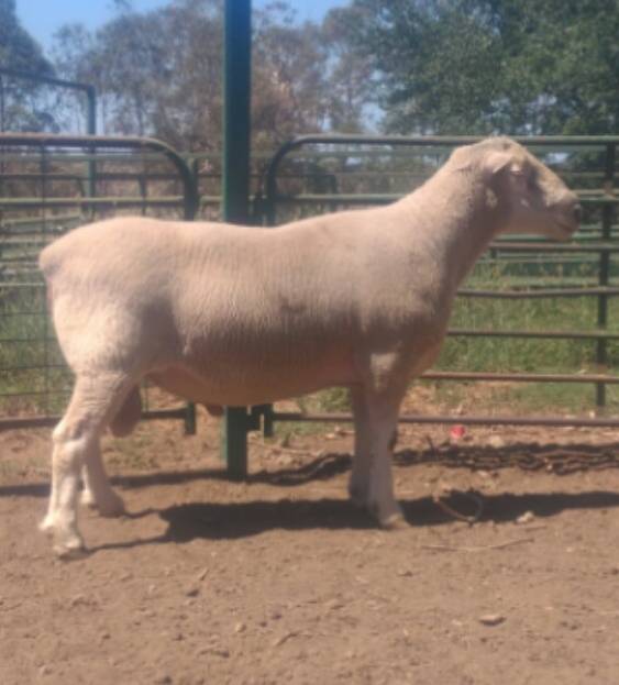 TOP SONS: Old Woombi 150042 son’s will be a feature of this year’s sale rams, according to stud owner Sam Lisle.