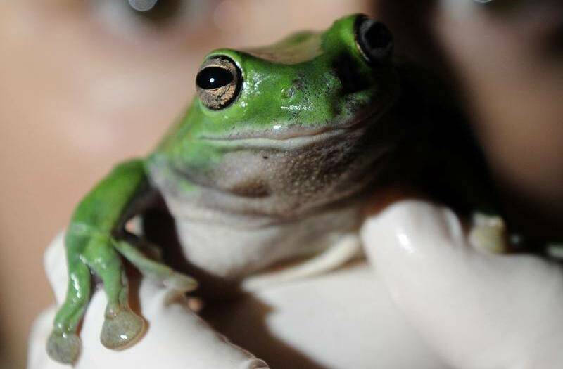 Learn how to identify the frogs in your local area