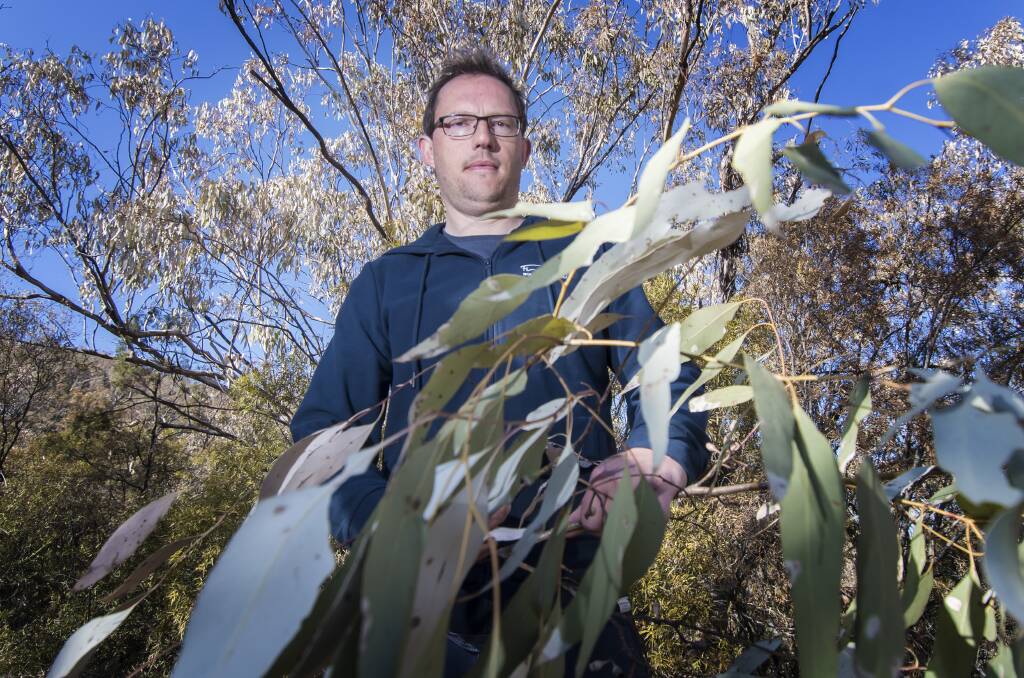 Battle for survival: Horticulturist Deon Heemskerk said the native gums are used to extreme dry, although will need rain by Christmas to survive. Photo: Peter Hardin