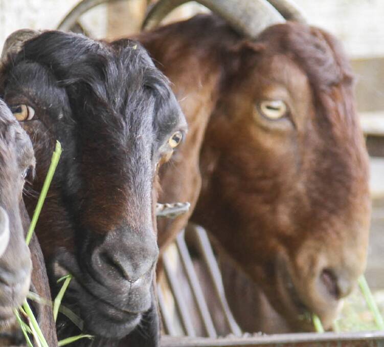 Letters to the Editor || Feral goats in Oxley Park