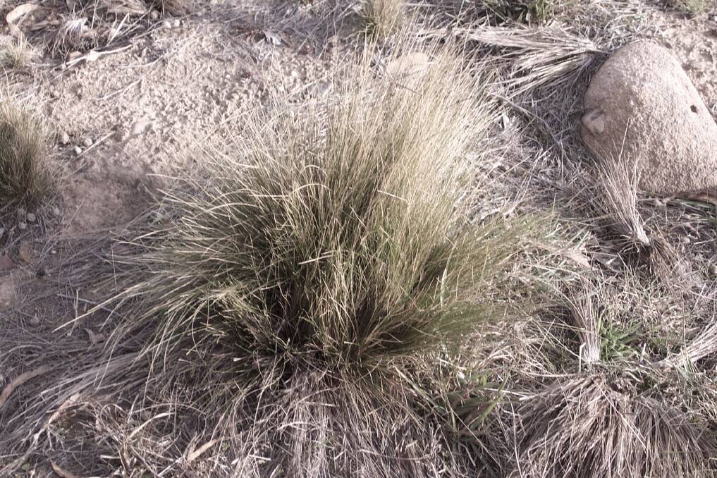 Identification: Northern Tablelands LLS will be conducting serrated tussock identification and management workshops in coming months.