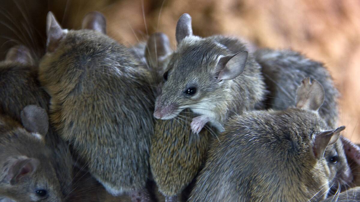 Mice have cut a destructive swathe for 11 months through properties in NSW's west and south.