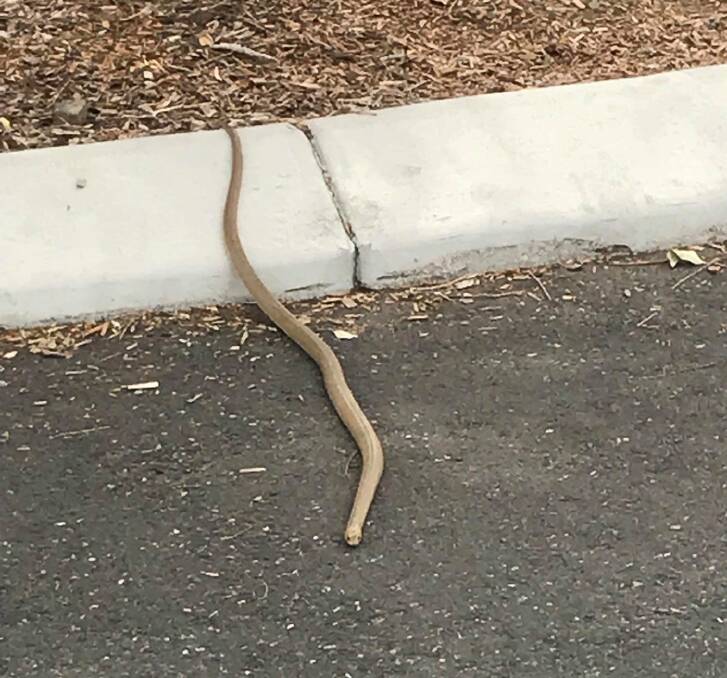 The snake is seen slithering through the car park.