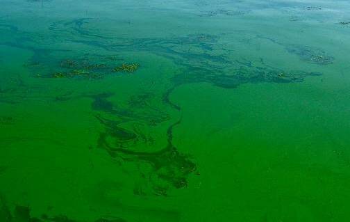 Blue green algae appears as a greenish scum on the water's edge. 