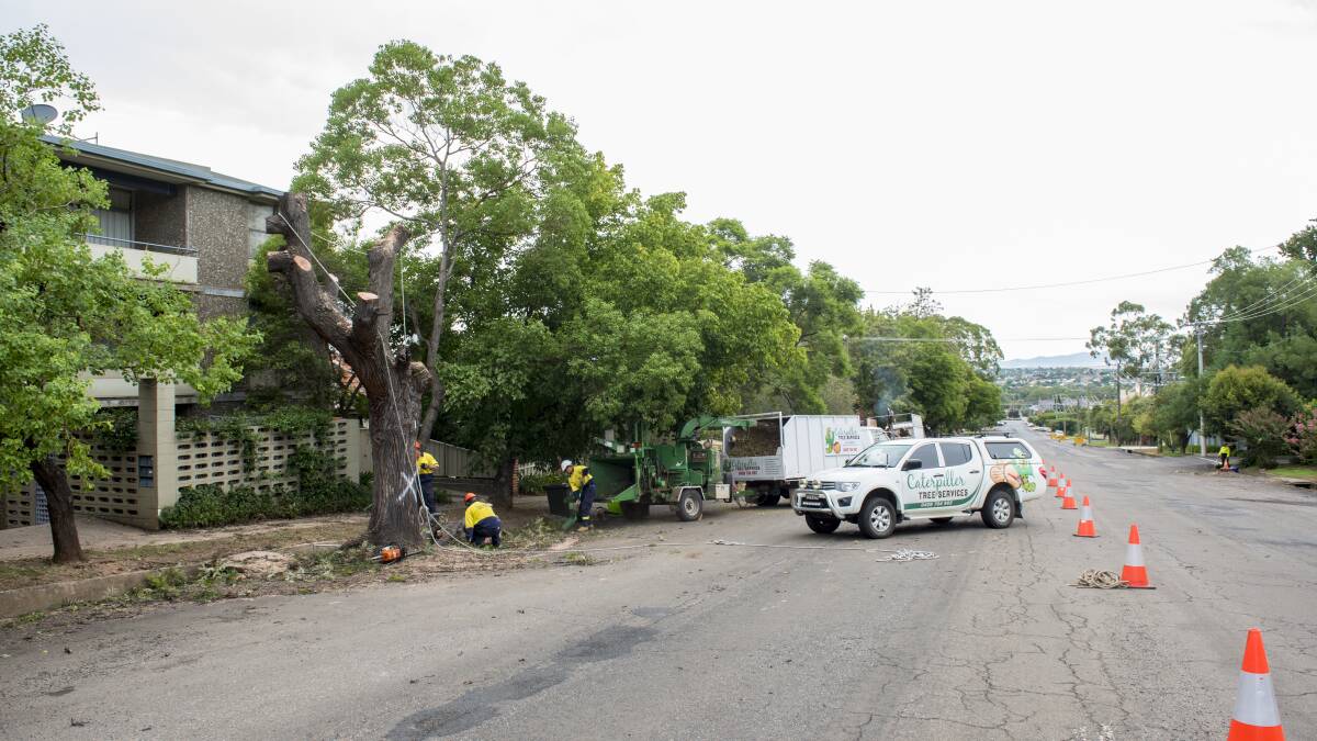 White st works: Seven silky oak trees were removed earlier this week as part of the White St project, which will see some delays and water disruptions for residents. 