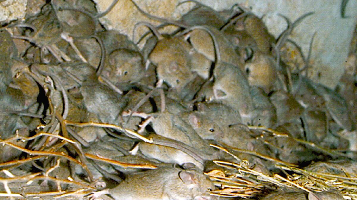 NSW has acquired 5000 litres of a poison to help farmers battle a mouse plague.