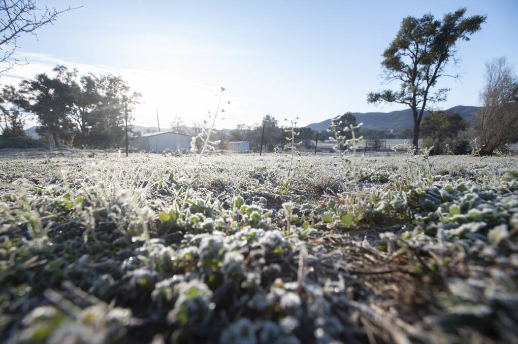 Chilly: Tamworth saw it's fair share of frosty mornings during Winter. Photo: Peter Hardin.
