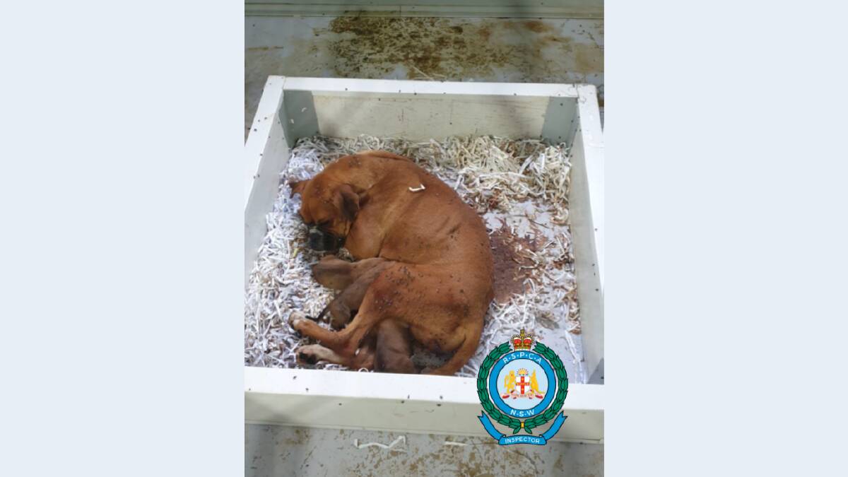 Strawberry, a breeding Boxer from the facility, died after not receiving veterinary treatment. Photo: Supplied