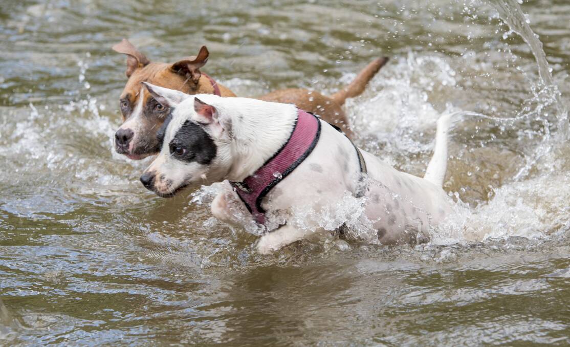 Cooling off: Opal and Milly enjoy a dip in the river on a hot day. Photo: Peter Hardin 020217PHA228
