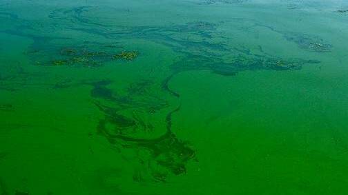 High alert: A Blue-green algae alert has been extended into Manilla River. Photo: File.