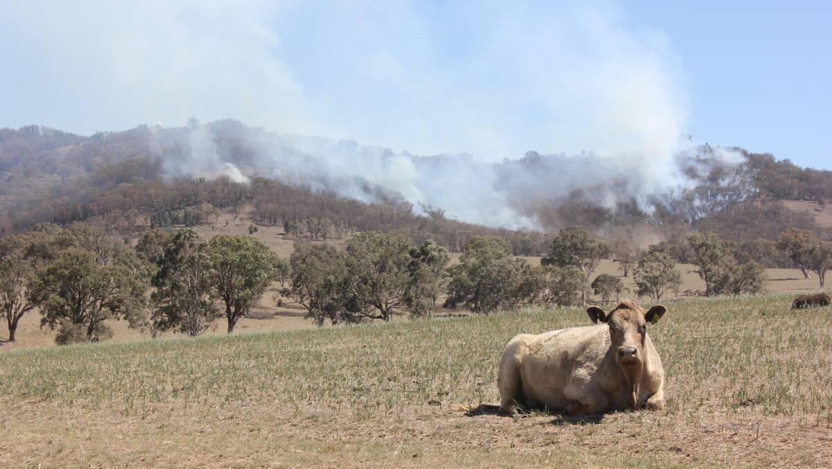 The fire at Moonbi, near Tamworth. Photo: Madeline Link.