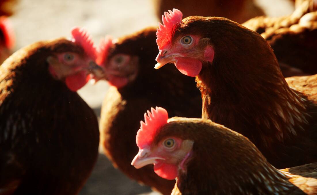 Letters to the Editor || Poultry proposal || Chris Boman