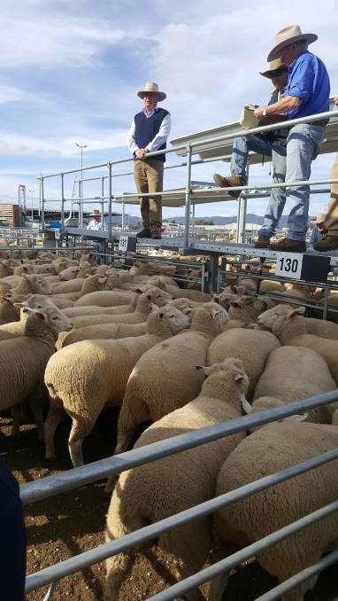 NSW Farmers confirm support for retaining current lamb definition