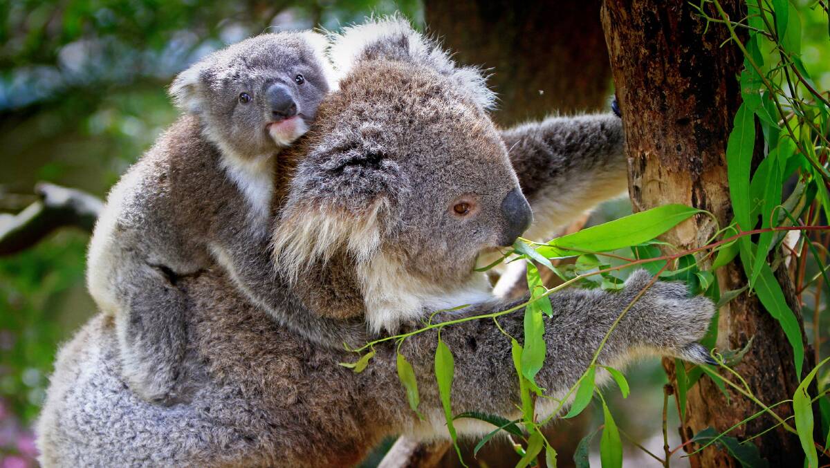 Letters to the editor || Koalas and coal; Virgin ceases flights to Tamworth; Whitehaven coal mine