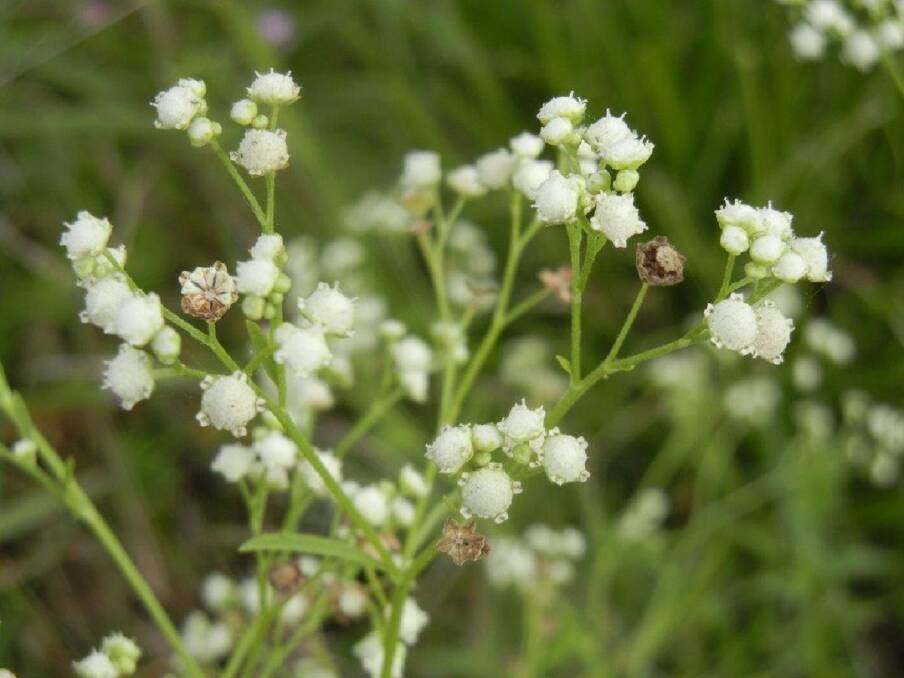 Weed woes: Parthenium weed was just one of the undesirable species that could be spread when feeding hay and fodder.