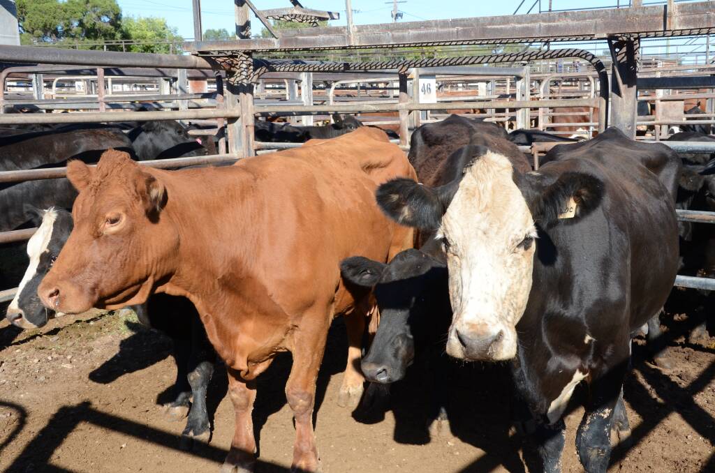 Chinese demand: This financial year Australian beef exports to China were forecast to increase by around 17 per cent to 122,000 tonnes according to ABARES.