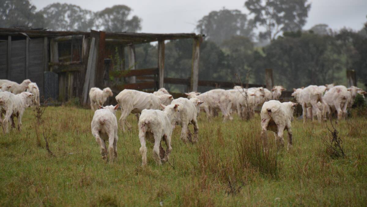 Welcome rain: The shorn sheep might not agree.