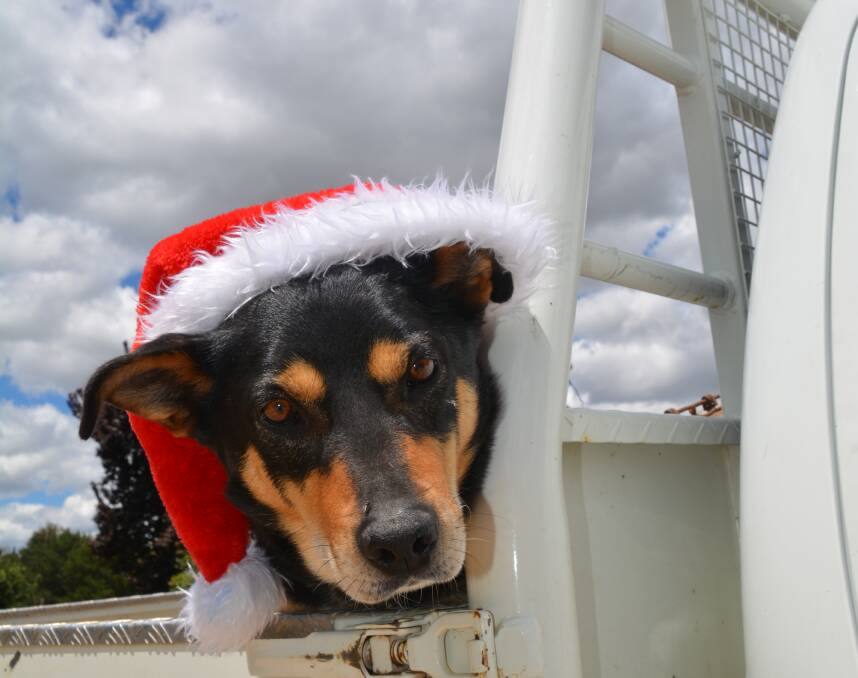 Helper: Tippee the working dog is ready for the festive season. Photo: Stephanie van Eyk.