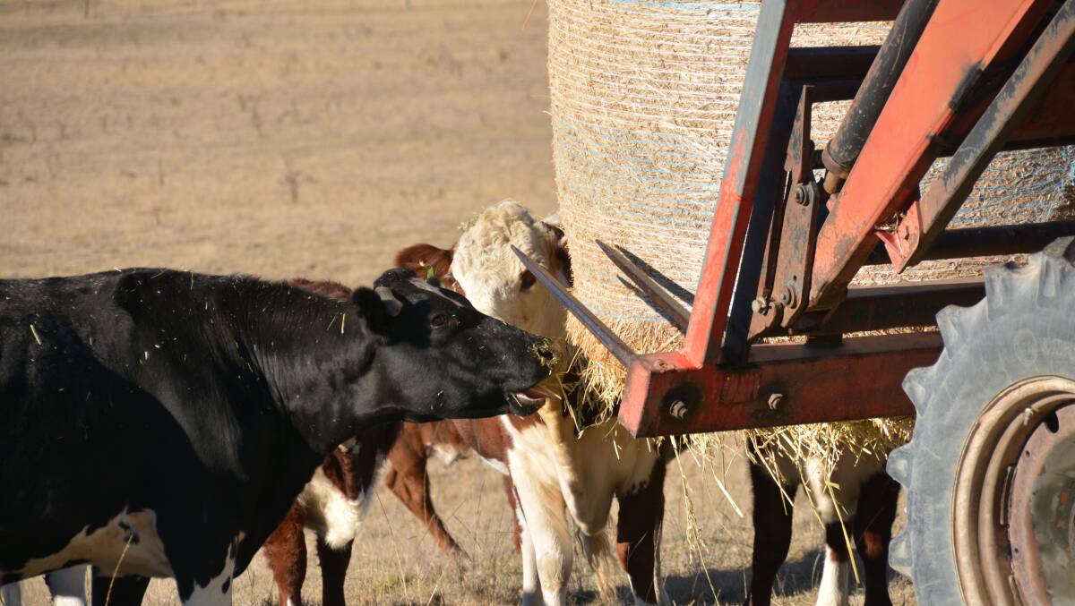 Shortage: Neville Janke said there was no cereal hay left across Victoria or South Australia and the NSW and Queensland supply dried up months ago. Photo: Stephanie van Eyk