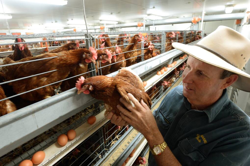 Best practice: Tamworth egg producer Bede Burke said over the past 10 years those involved in the industry had spent half a billion dollars improving caged egg systems. Photo: The Land.