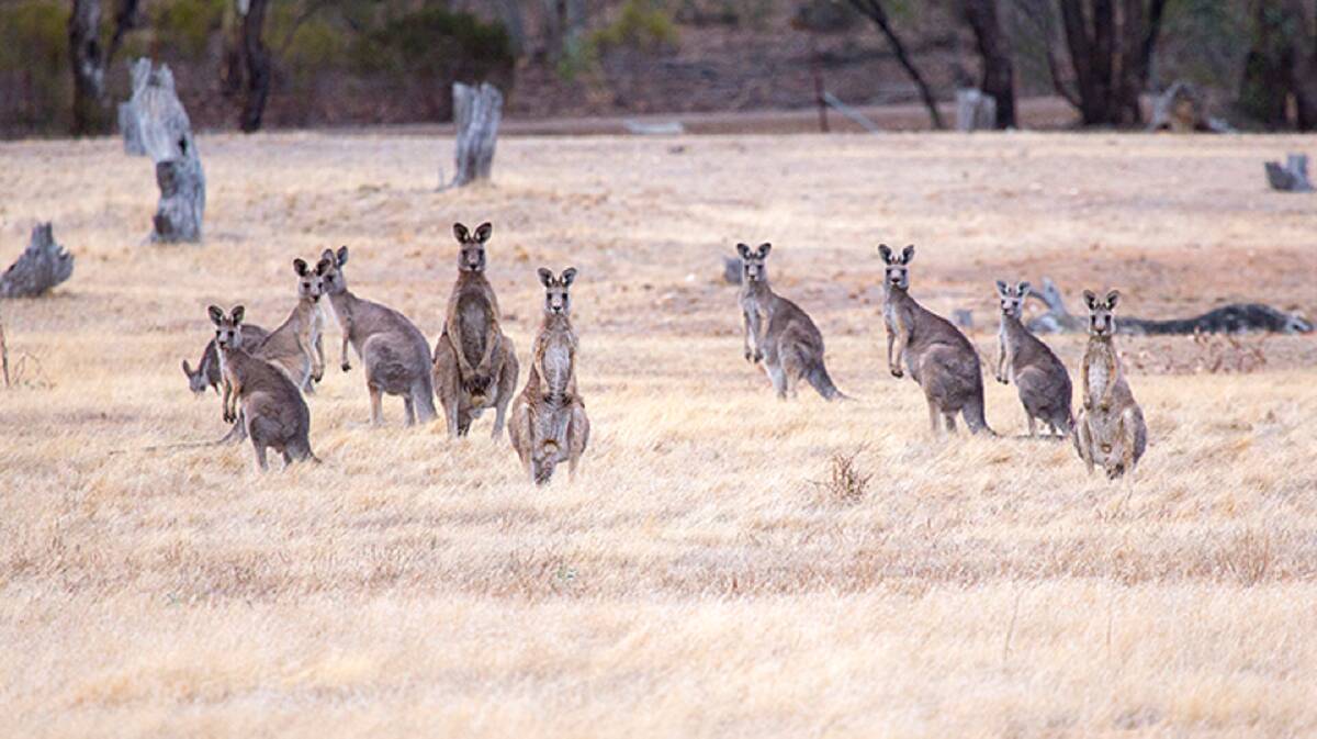 Hopping mad: NSW government figures show 352,464 roos were commercially harvested in 2016 from a quota of 2,547,318.