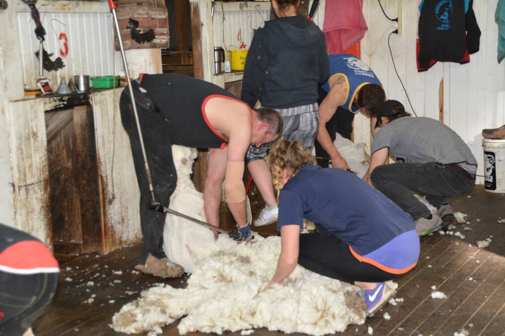 Quick work: Shearers and shed staff from shearing contrator Steve Liddle's team.