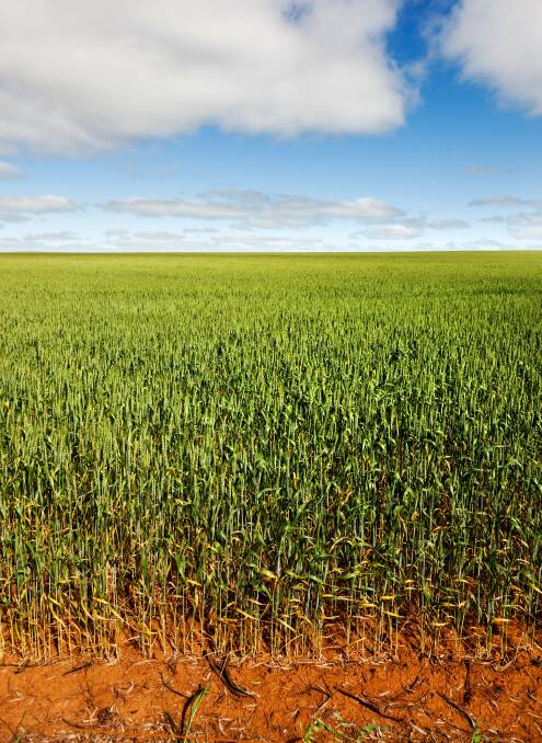 For the major crops overall, wheat production is estimated to have decreased by 38 per cent to 21.2 million tonnes, barley by 33 per cent to 8.9 million tonnes and canola by 15 per cent to 3.7 million tonnes according to the February 2018 Australian Crop Report.