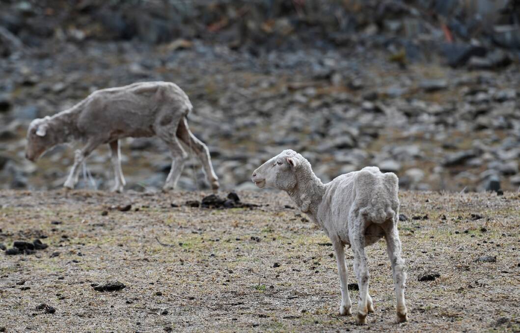 NO FEED: Skinny sheep out near Chaffey Dam - a common sight around the region. Photo: Gareth Gardner