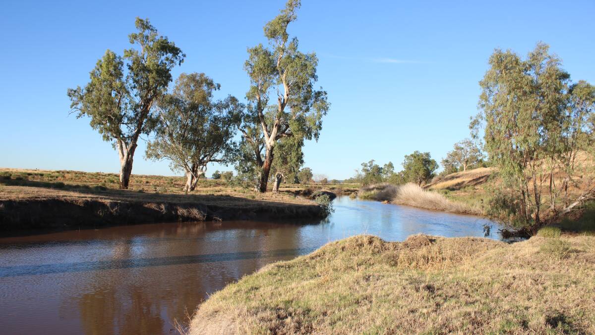 NO PUMPING: The Mooki River was flowing for the first time in months after the recent downpour, but the NSW government placed an embargo on drawing water from it. Photo: Vanessa Hohnke