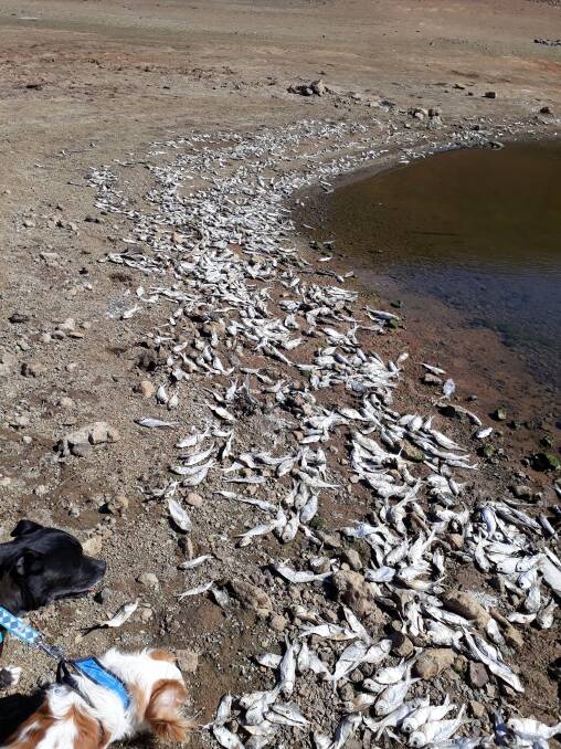 SWIMMING WITH THE FISHES: Hundreds of fish lined the banks of the dam. Photo: Gail Zammit