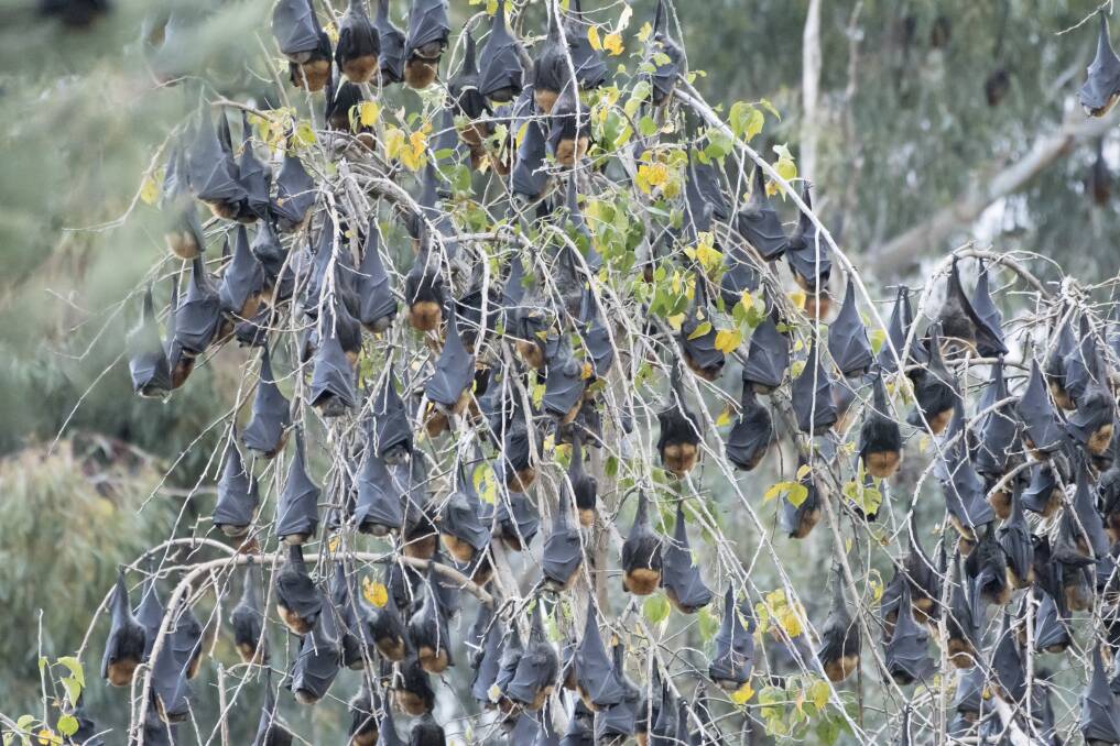 NOISY NEIGHBOUR: The large colony of flying-foxes often sets up camp along the Peel River, near Gipps Street. Photo: Peter Hardin.