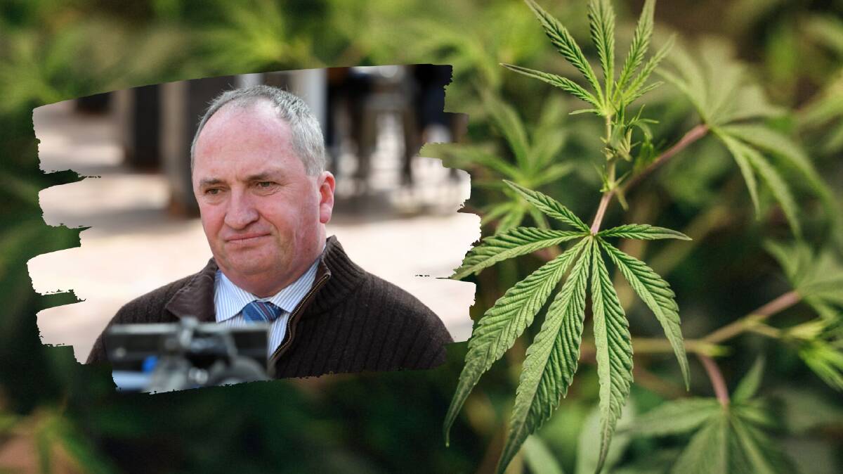 Barnaby Joyce's medicinal cannabis stance at odds with his electorate