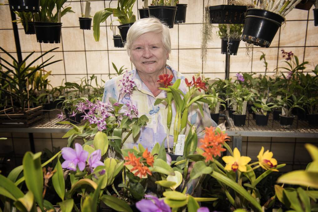 IN FULL BLOOM: Cheryl Harris with just some of orchids that will be on display at the group's annual Spring affair. Photo: Peter Hardin