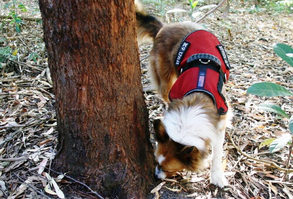 FURRY FRIEND: Baxter the detection dog sniffs out a koala to help researchers track koala populations on the Northern Tablelands.