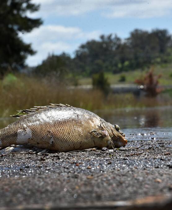 FISH EYED: The dead fish were mostly native silver perch and golden perch, while the pesky carp were largely unaffected. Photo: Gareth Gardner 041016GGC11