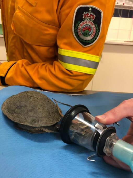 SAVED: The turtle, unofficially known as Donatello, and the two lizards receive treatment for smoke inhalation. Photo: Tamworth Veterinary Clinic