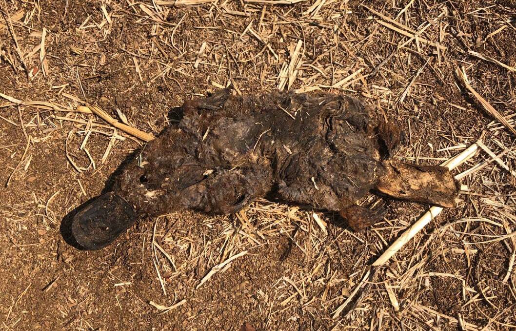 PERISHED: A dead platypus found near the Peel River in Loomberah.