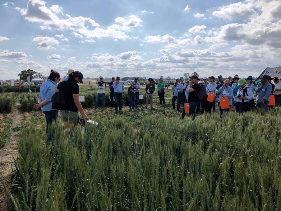 Attendees at the Sydney University field day on September 18, discussed carefully assessing varieties of all winter crops for the coming 2020 winter crop.