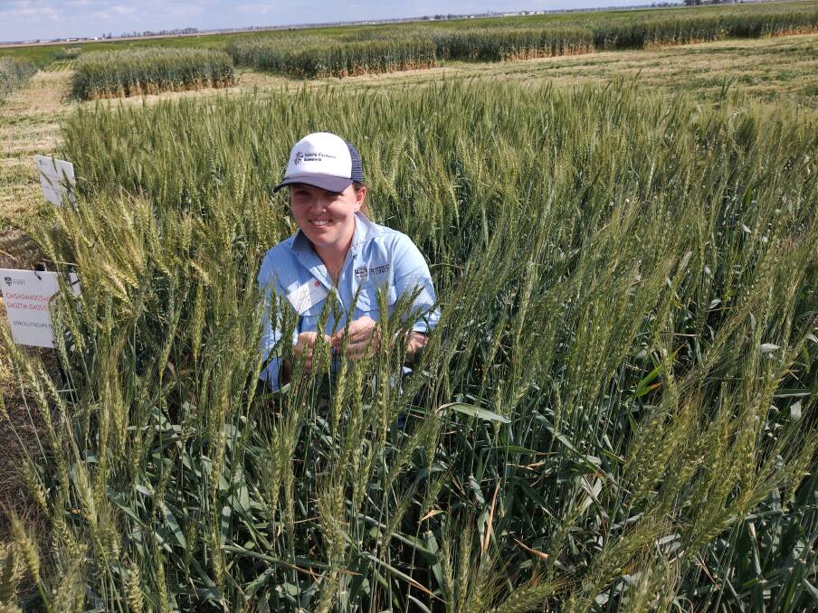 Sydney University research team member at Narrabri, Dr Rebecca Thistlethwaite, is developing new varieties with attributes such as improved heat tolerance.