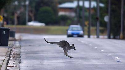 Have you seen any displaced 'roos?