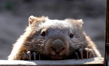 The typically docile nature of wombats has made them a target of selfies by tourists.