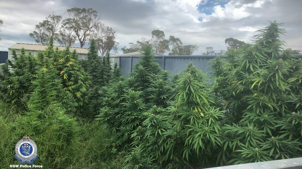Cannabis plants seized in raid near Tamworth. Photos: NSW Police