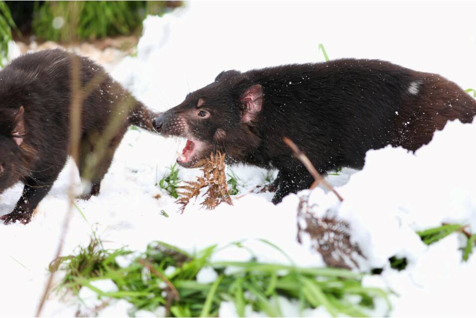 The Tasmania Devils in the snow between Nundle and the Barrington Tops. Pictures supplied by Aussie Ark