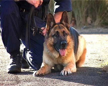 Minor injuries: Garry Walter Fields was bitten by a police dog during an arrest near Glen Innes on Tuesday. Photo: File image