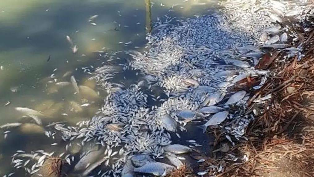 Catastrophe:  It's estimated up to a million fish or more may have died in a large blue-green algal bloom in the Menindee Weir Pool, south-east of Broken Hill. Photo: ROB GREGORY/FACEBOOK