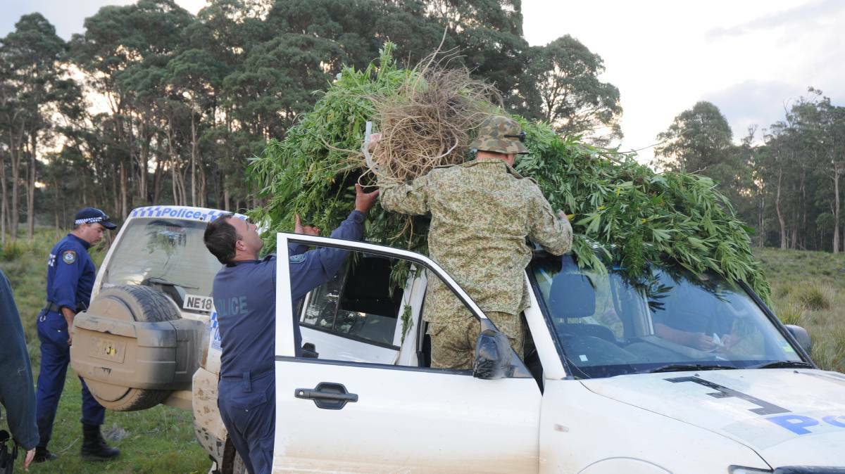 Charges laid: New England police have seized millions of dollars worth of cannabis in similar searches in previous years. Photo: NSW Police, file