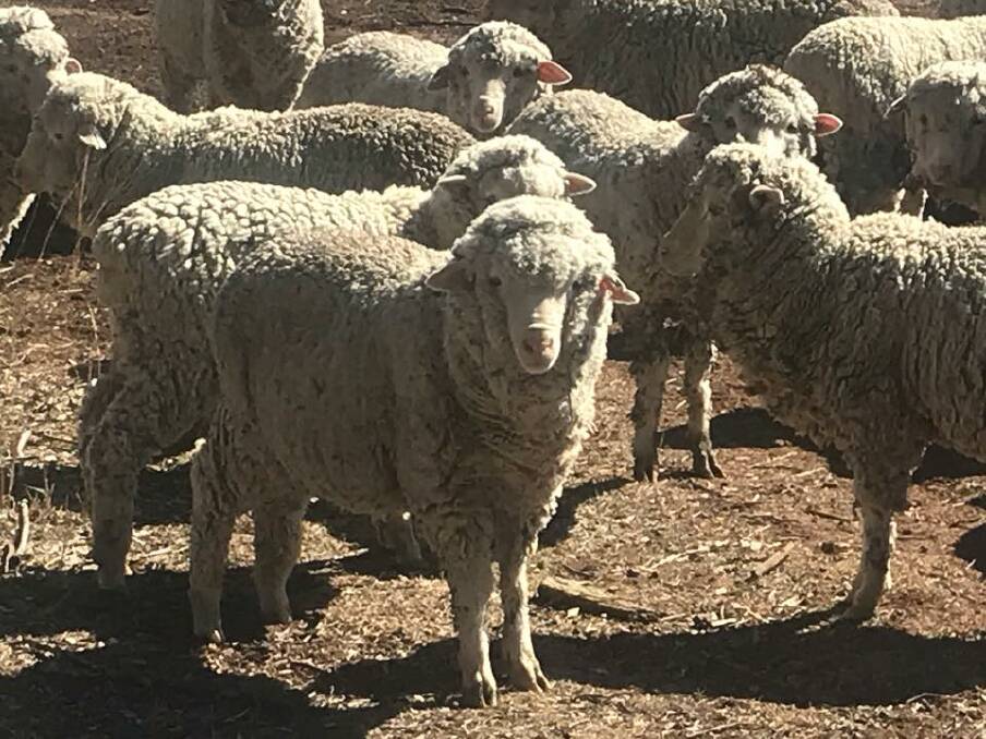 Theft: The sheep were discovered missing on August 11 and 12, New England rural crime officers said. Photo: NSW Police Rural Crime Unit 