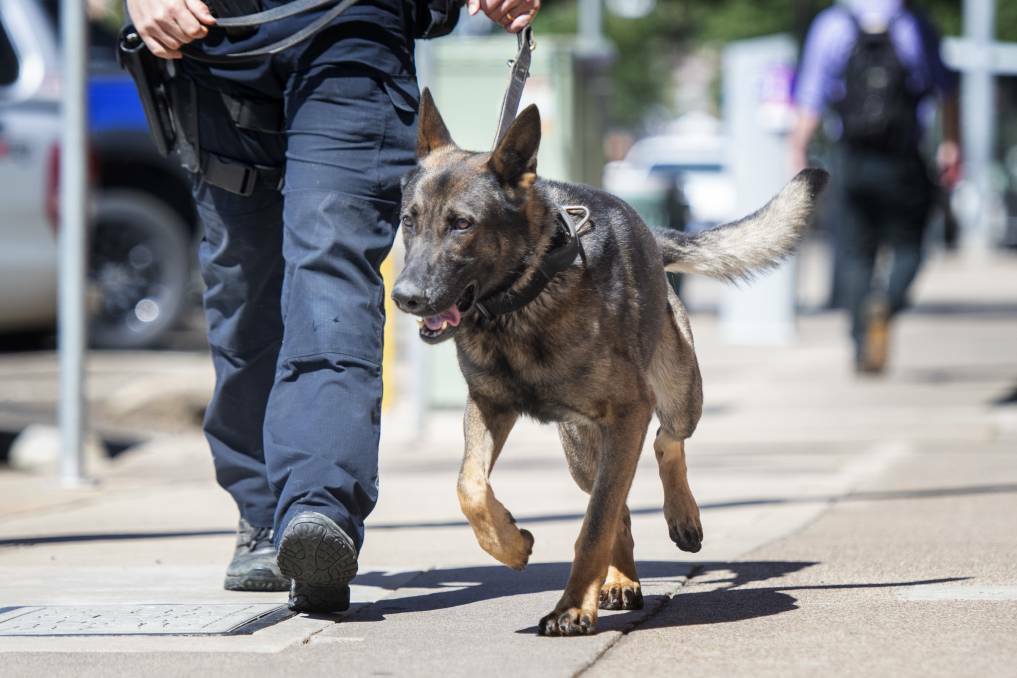 Three arrested: Police dog Alpha and his handler. Photo: Peter Hardin, File